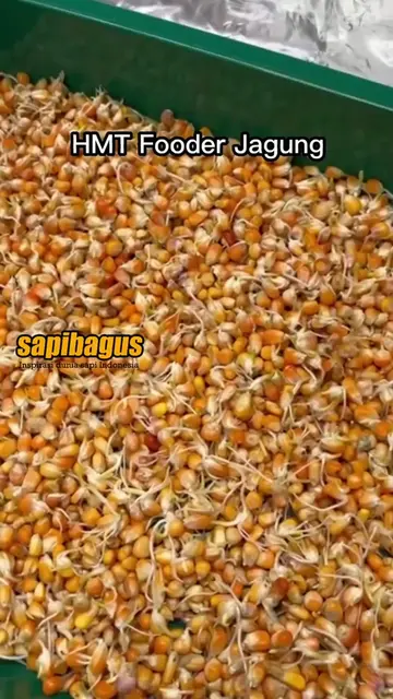 Hijauan-Makan-Ternak-Fooder-Jagung